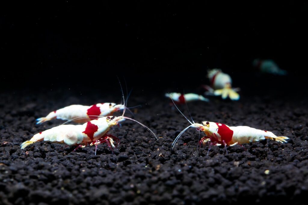 red, ornamental shrimp, crs, water life, a pet shrimp, water plant, tropical fish, shrimp, red shrimp, shrimp, shrimp, shrimp, shrimp, shrimp