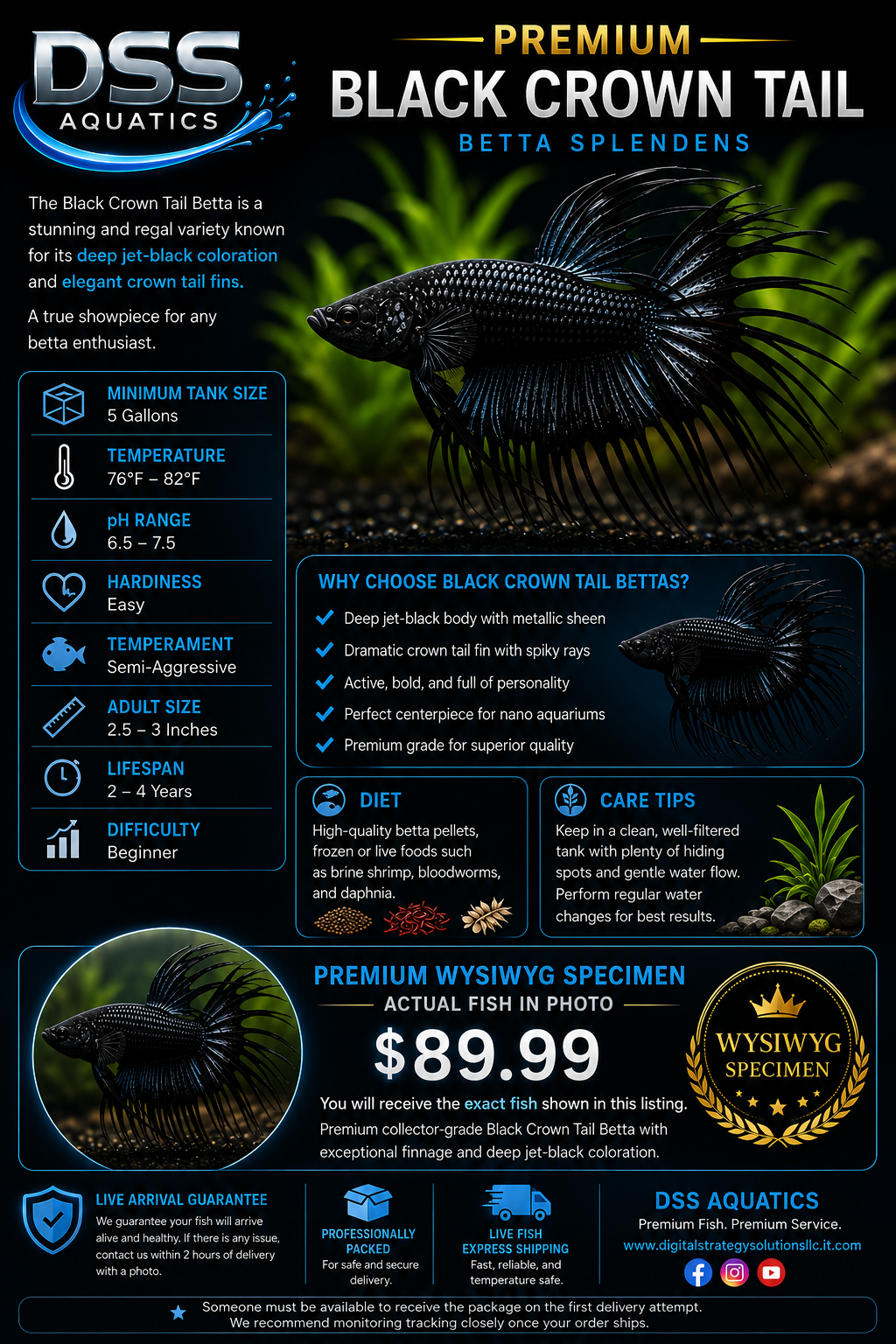 Premium Black Crown Tail Betta Splendens – WYSIWYG Specimen - Image 2