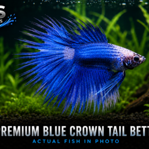 Blue Crown Tail Betta – WYSIWYG Actual Fish