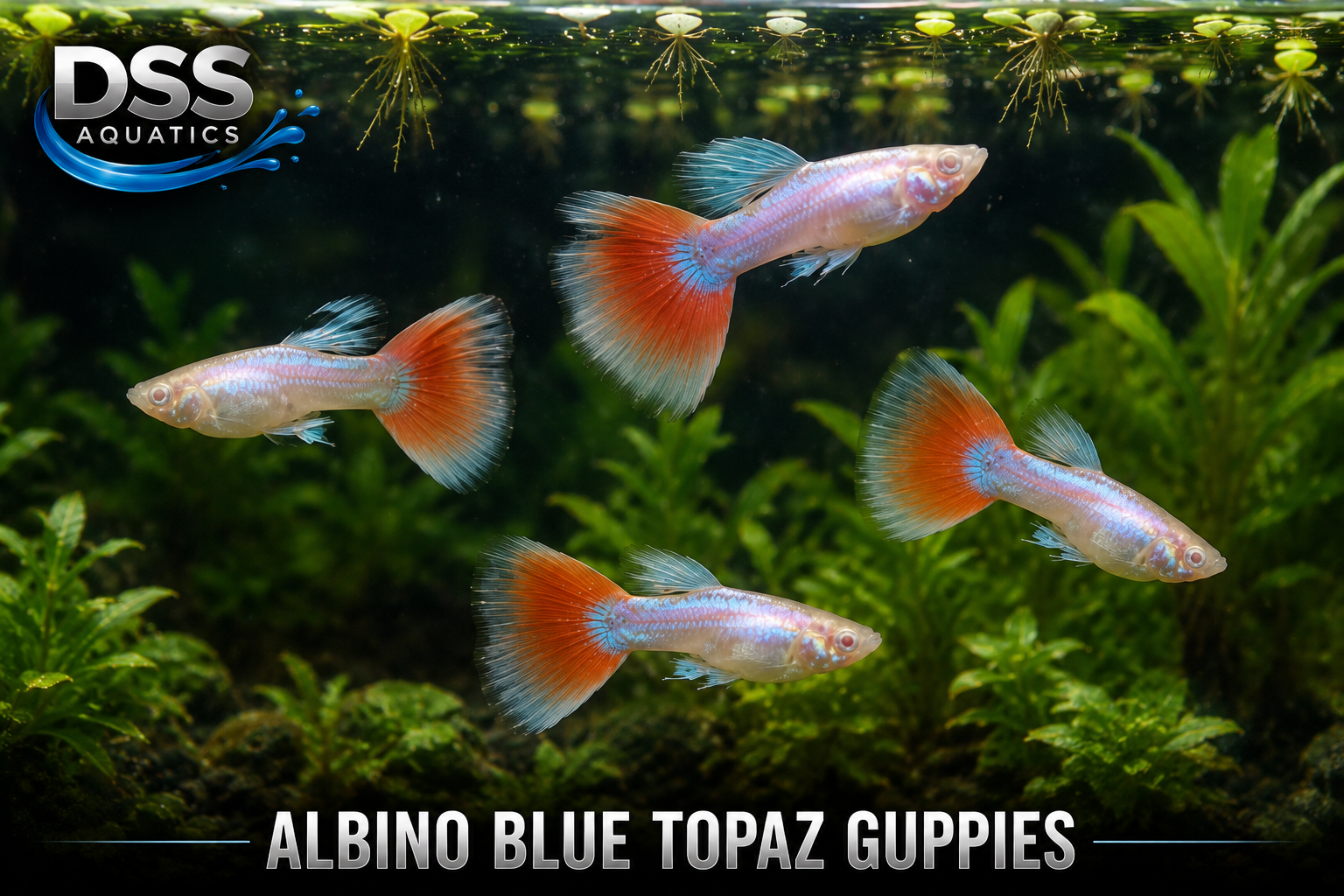 Albino Blue Topaz Guppies – Premium Livebearers