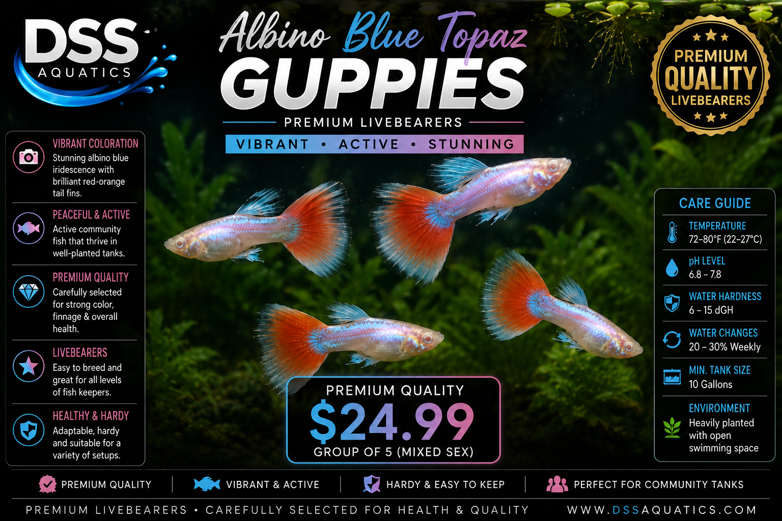 Albino Blue Topaz Guppies – Premium Livebearers - Image 2