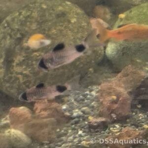 Premium Panda Corydoras Group of 6