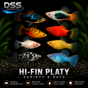 Hi-Fin Platy Variety Pack (8 Fish)