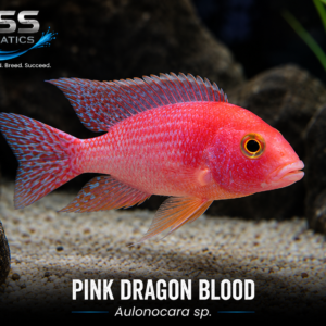 Pink Dragon Blood Peacock Cichlid – Adult Male 4–5 Inch | WYSIWYG