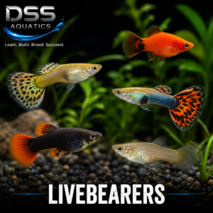 livebearers