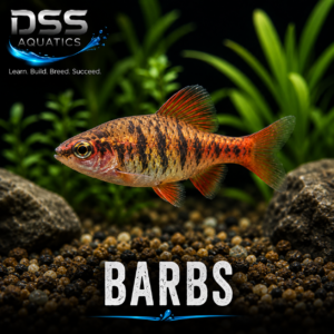 Barbs
