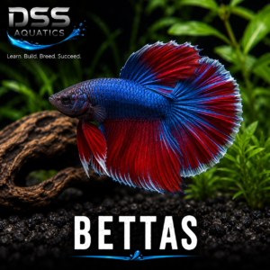 Bettas