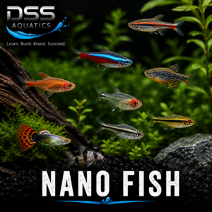 Nano Fish