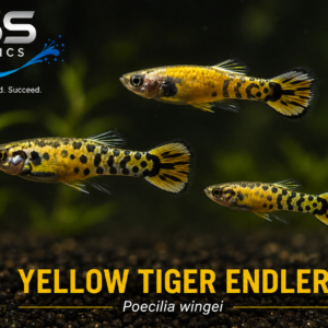 Yellow Tiger Endler (Poecilia wingei) | Aquarium-Raised Live Freshwater Fish