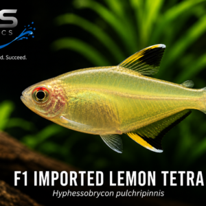 F1 Imported Lemon Tetra (Hyphessobrycon pulchripinnis) | Tank-Raised Freshwater Fish