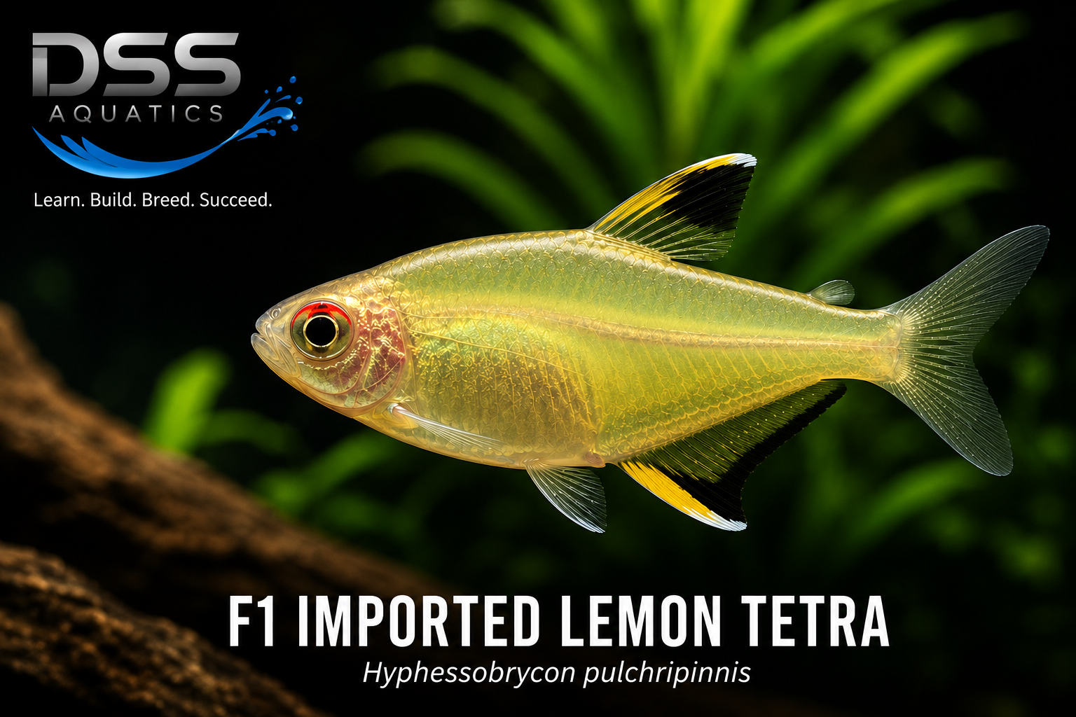 F1 Imported Lemon Tetra (Hyphessobrycon pulchripinnis) | Tank-Raised Freshwater Fish