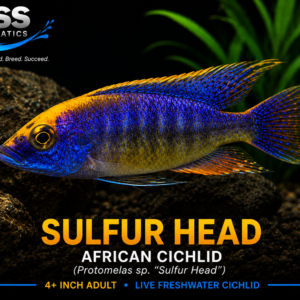 Sulfer Head African Cichlid (Protomelas sp. "Sulfer Head") | 4+ Inch Adult Male