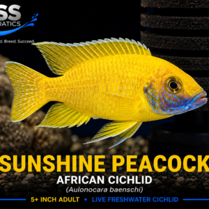 Sunshine Peacock Cichlid (Aulonocara baenschi) | 5+ Inch Adult Male