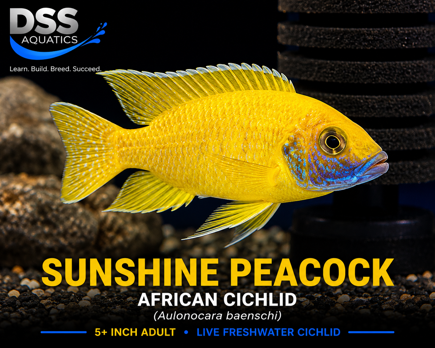 Sunshine Peacock Cichlid (Aulonocara baenschi) | 5+ Inch Adult Male