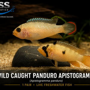 Wild-Caught Panduro Apistogramma Pair (Apistogramma panduro) | 1 Male & 1 Female