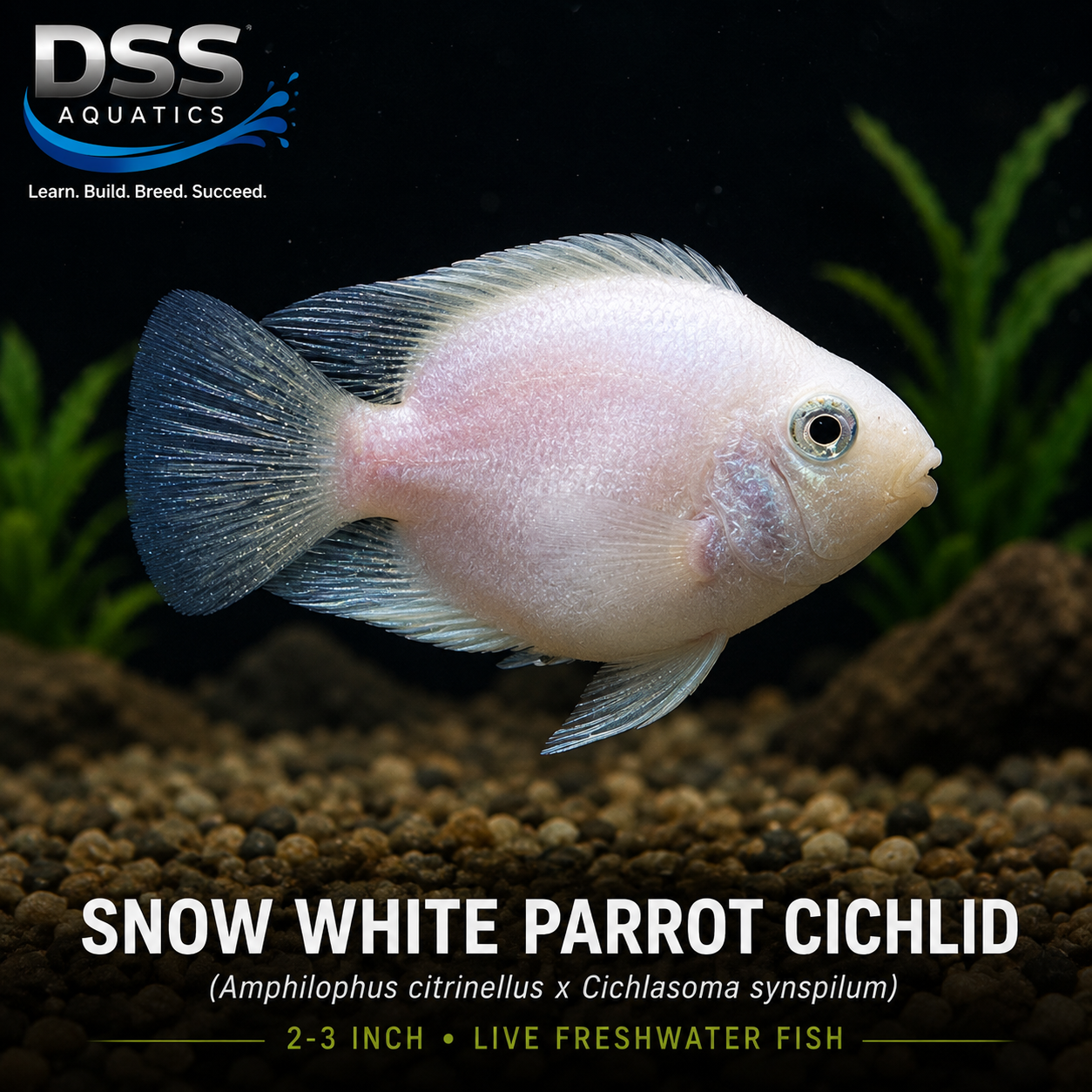Snow White Parrot Cichlid | 2–3 Inch Juvenile