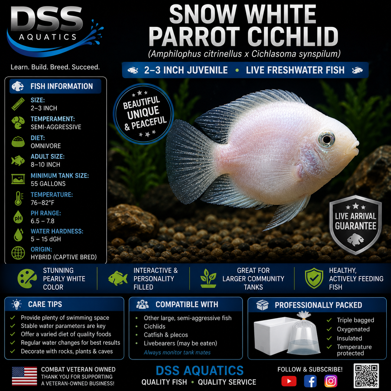 Snow White Parrot Cichlid | 2–3 Inch Juvenile - Image 2