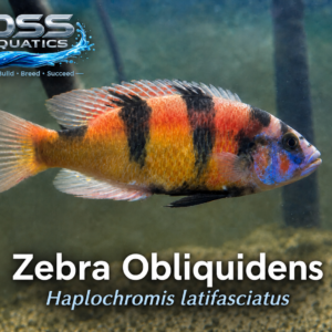 Zebra Obliquidens Cichlid – XL Adult Male 5+ Inch | WYSIWYG