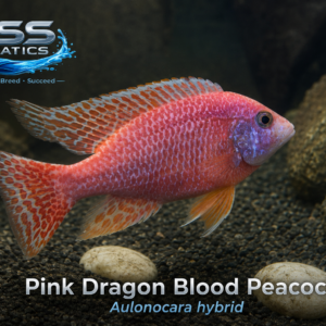 Pink Dragon Blood Peacock Cichlid – Adult Male 4–5 Inch | WYSIWYG