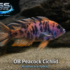 OB Peacock Cichlid – Show-Quality XL Male 5+ Inch | WYSIWYG