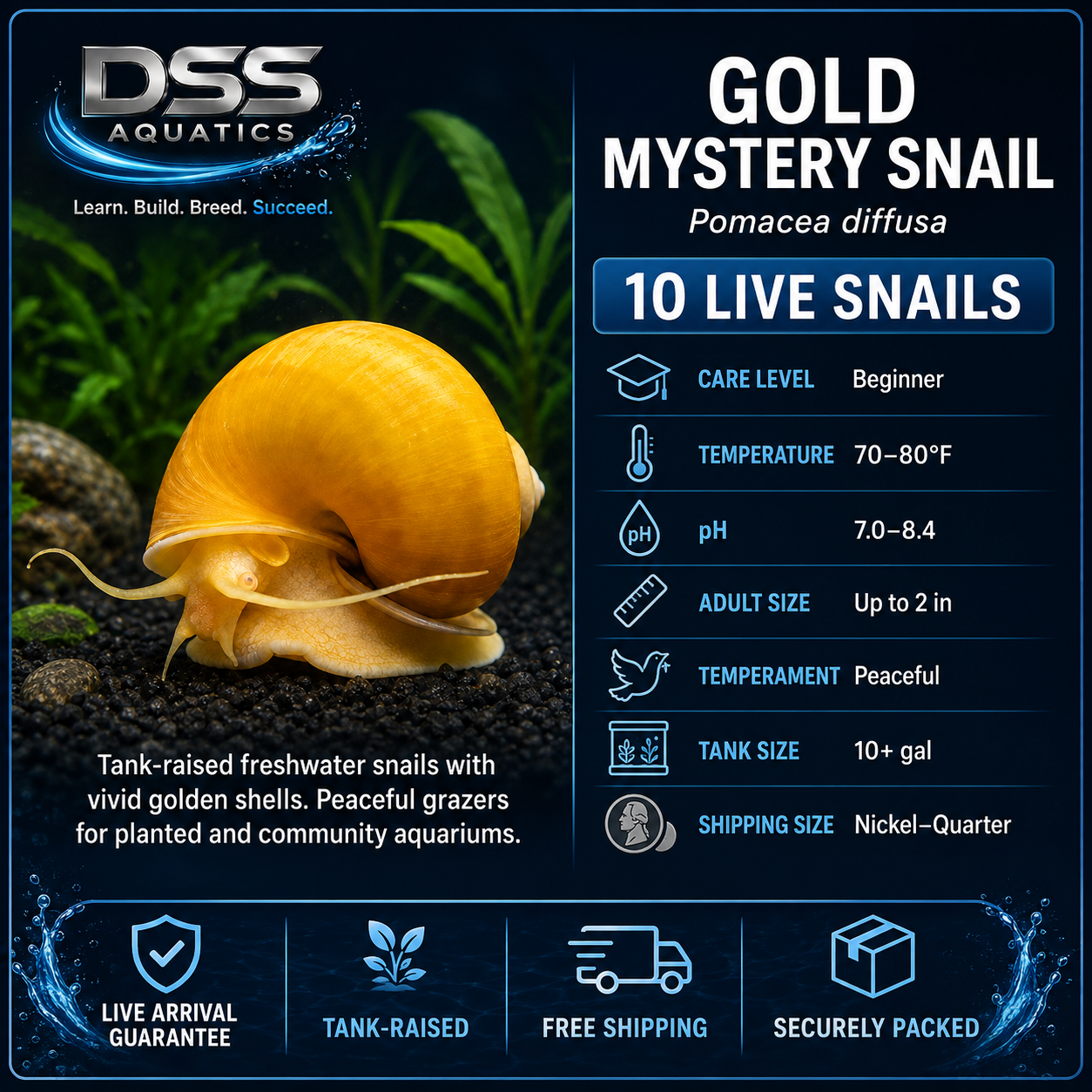 10 Live Gold Mystery Snails | DSS Aquatics - Image 2