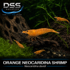 Orange Neocaridina Shrimp – 10 Count | DSS Aquatics