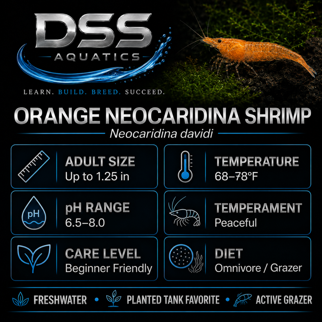 Orange Neocaridina shrimp 10-count product card