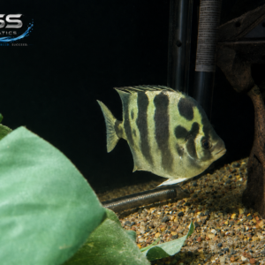 African Tiger / Green Scat Hybrid – XXL 8 Inch – WYSIWYG