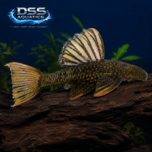 Luteus Pleco Wild-Caught (Phase 2.5) 12+ inches