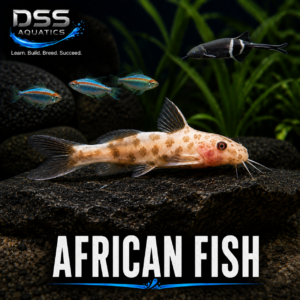 African Fish