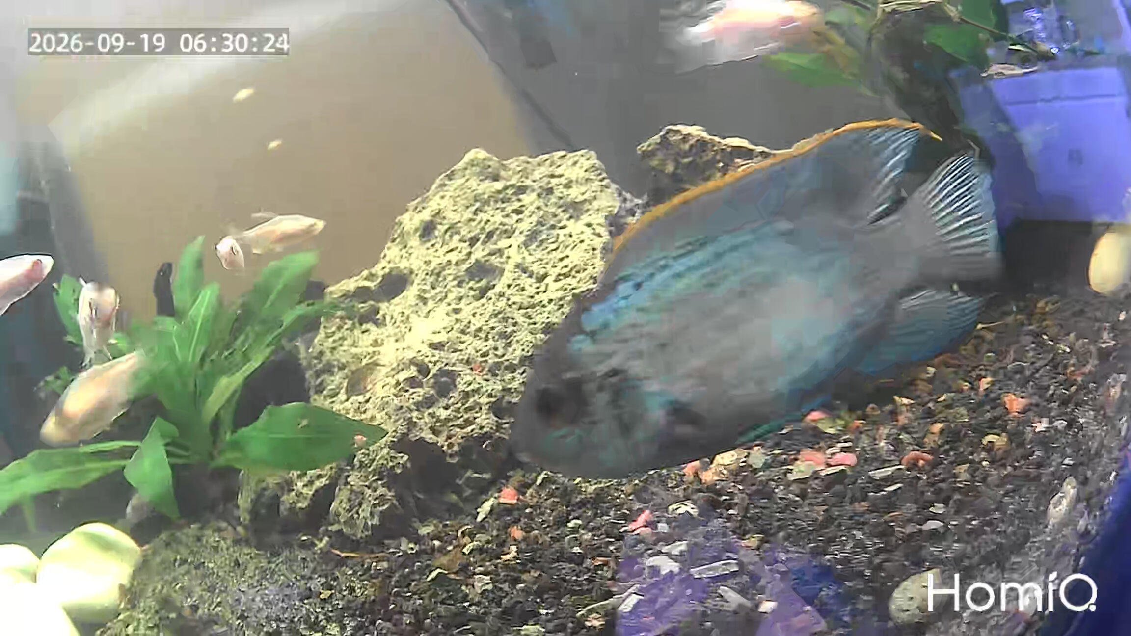 Electric Blue Acara displaying vibrant blue coloration at DSS Aquatics