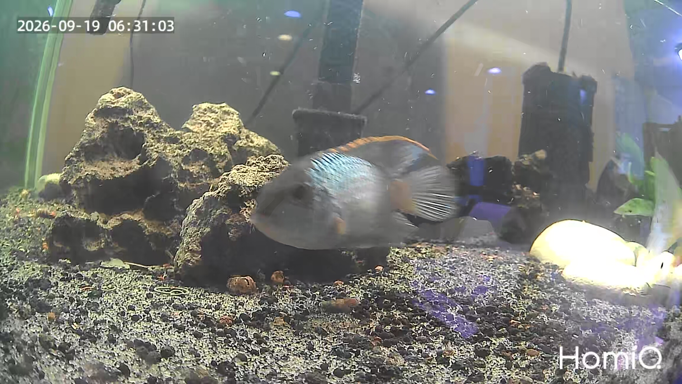 Authentic Electric Blue Acara in rock and gravel aquarium setup at DSS Aquatics, timestamp and HomiO watermark preserved