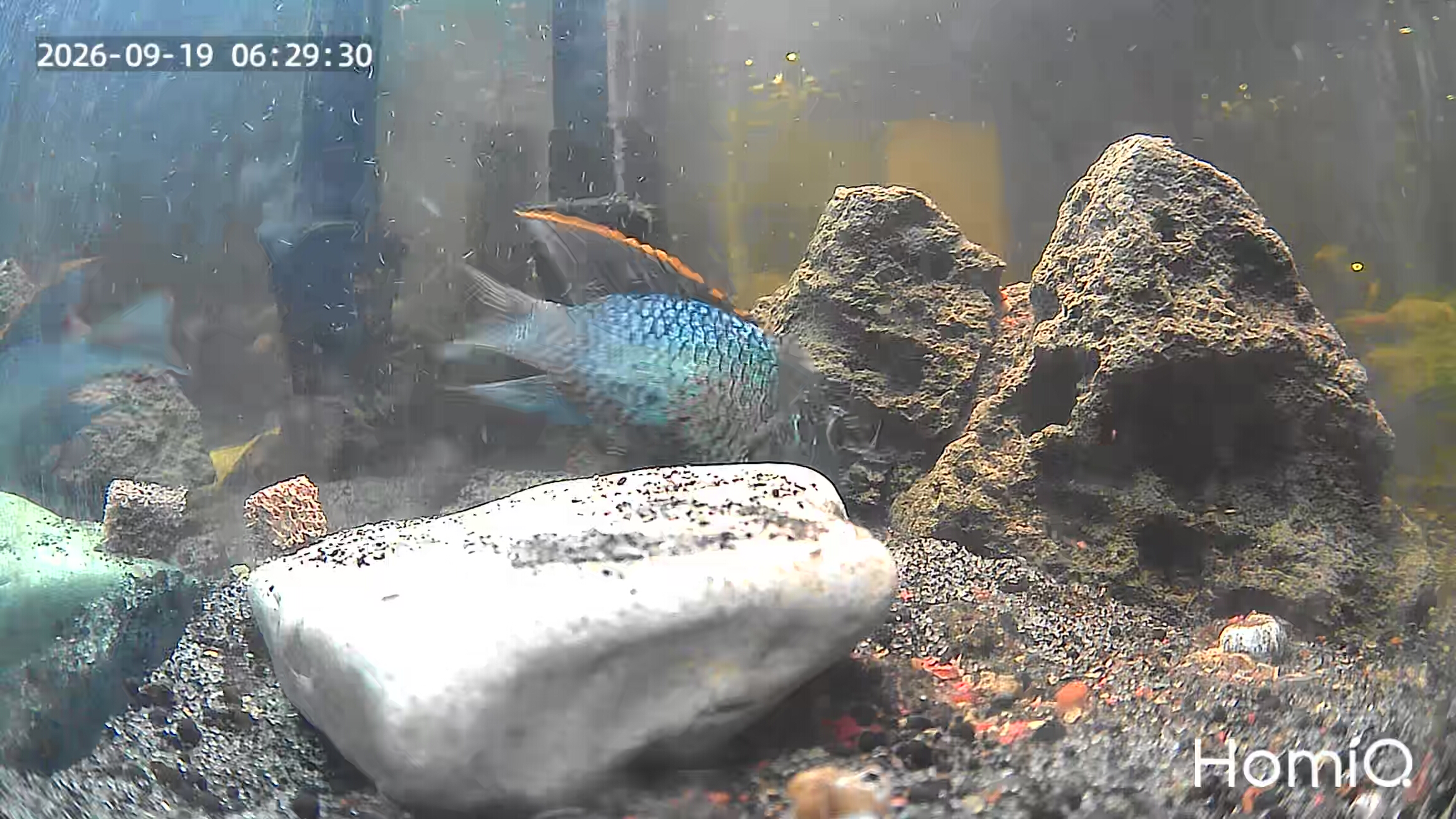 Electric Blue Acara breeding pair guarding eggs in the DSS Aquatics fish room