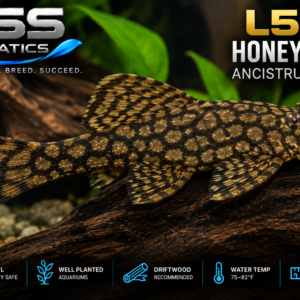 L591 Honeycomb Ancistrus Pleco - DSS Aquatics