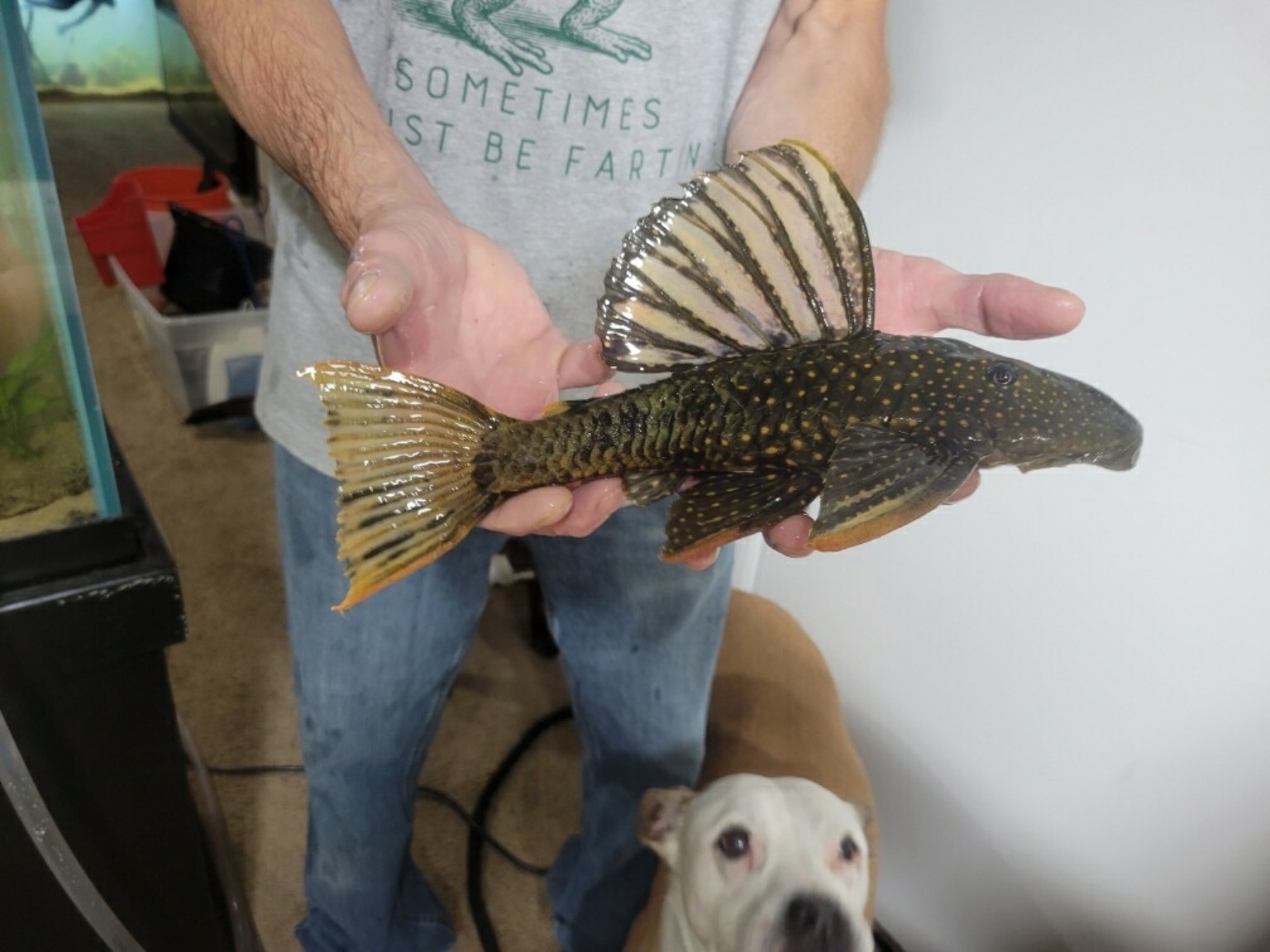 Luteus Pleco Wild-Caught (Phase 2.5) 12+ inches - Image 2