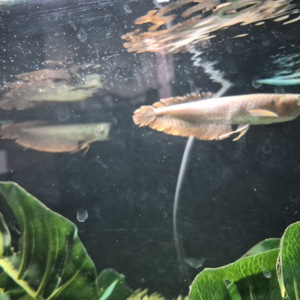 Wild-Caught Silver Arowana (Osteoglossum bicirrhosum) – 6–8 Inch