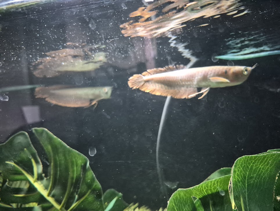 Wild-Caught Silver Arowana (Osteoglossum bicirrhosum) – 6–8 Inch