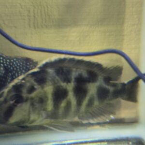 Venustus cichlid female XXL 5 inch actual fish at DSS Aquatics