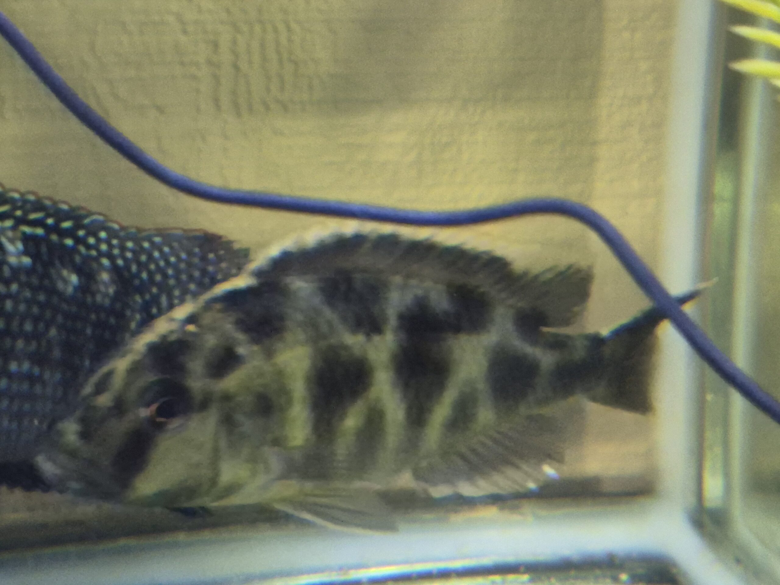 Venustus cichlid female XXL 5 inch actual fish at DSS Aquatics