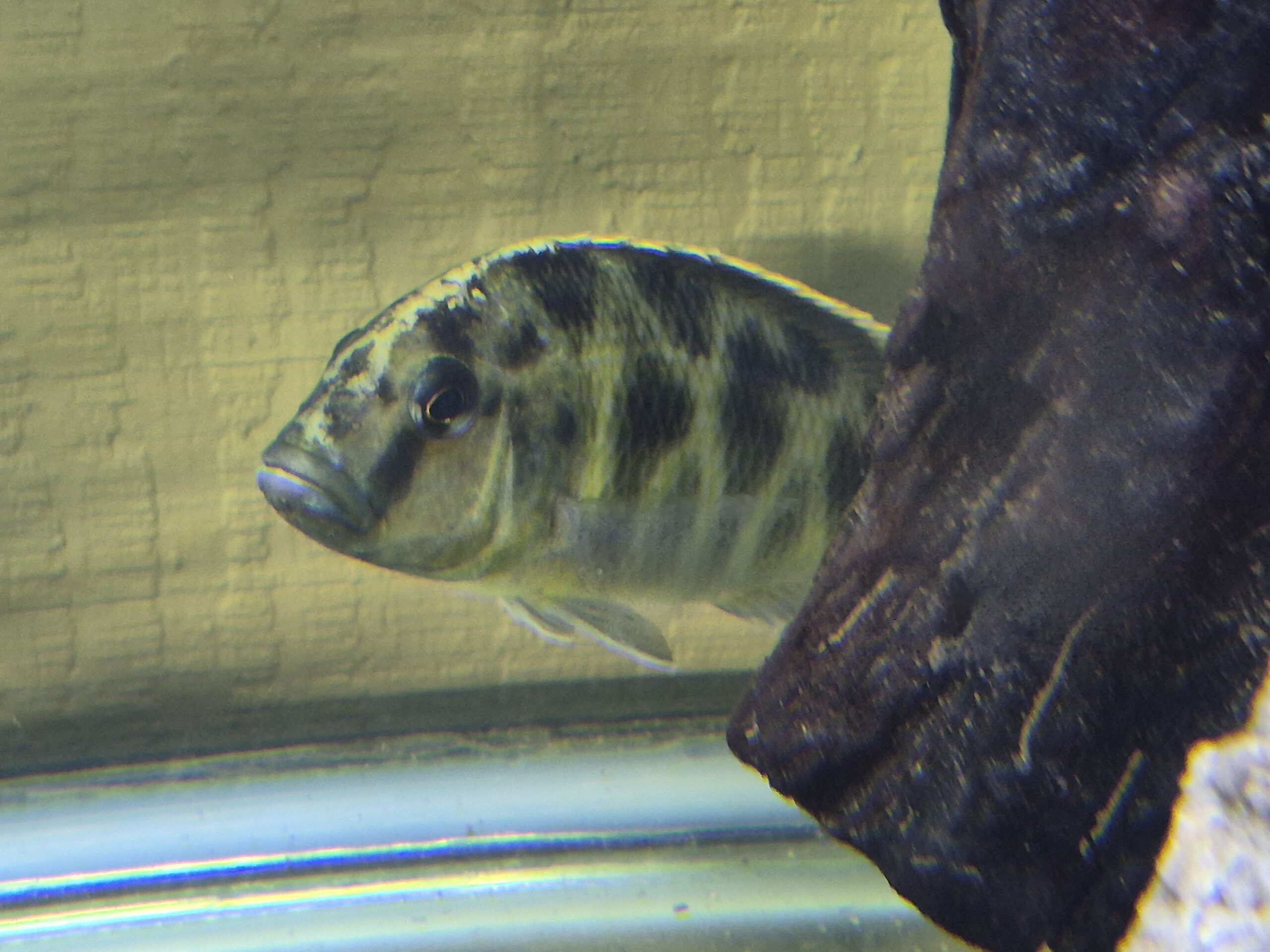 Venustus cichlid female XXL 5 inch actual fish at DSS Aquatics