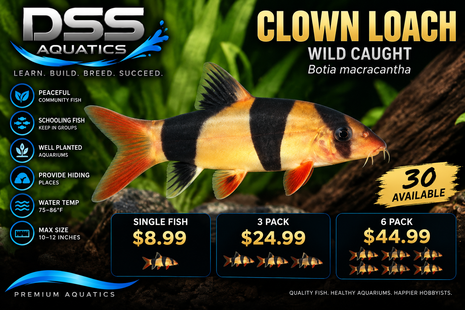 Wild caught Clown Loach - DSS Aquatics