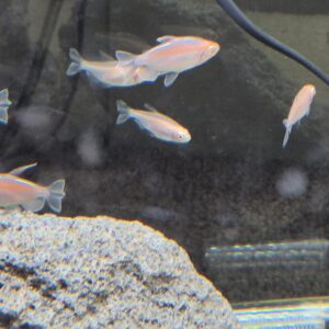 Albino Congo Tetra – Pre-Adult/Adult – 2.5–3 Inch