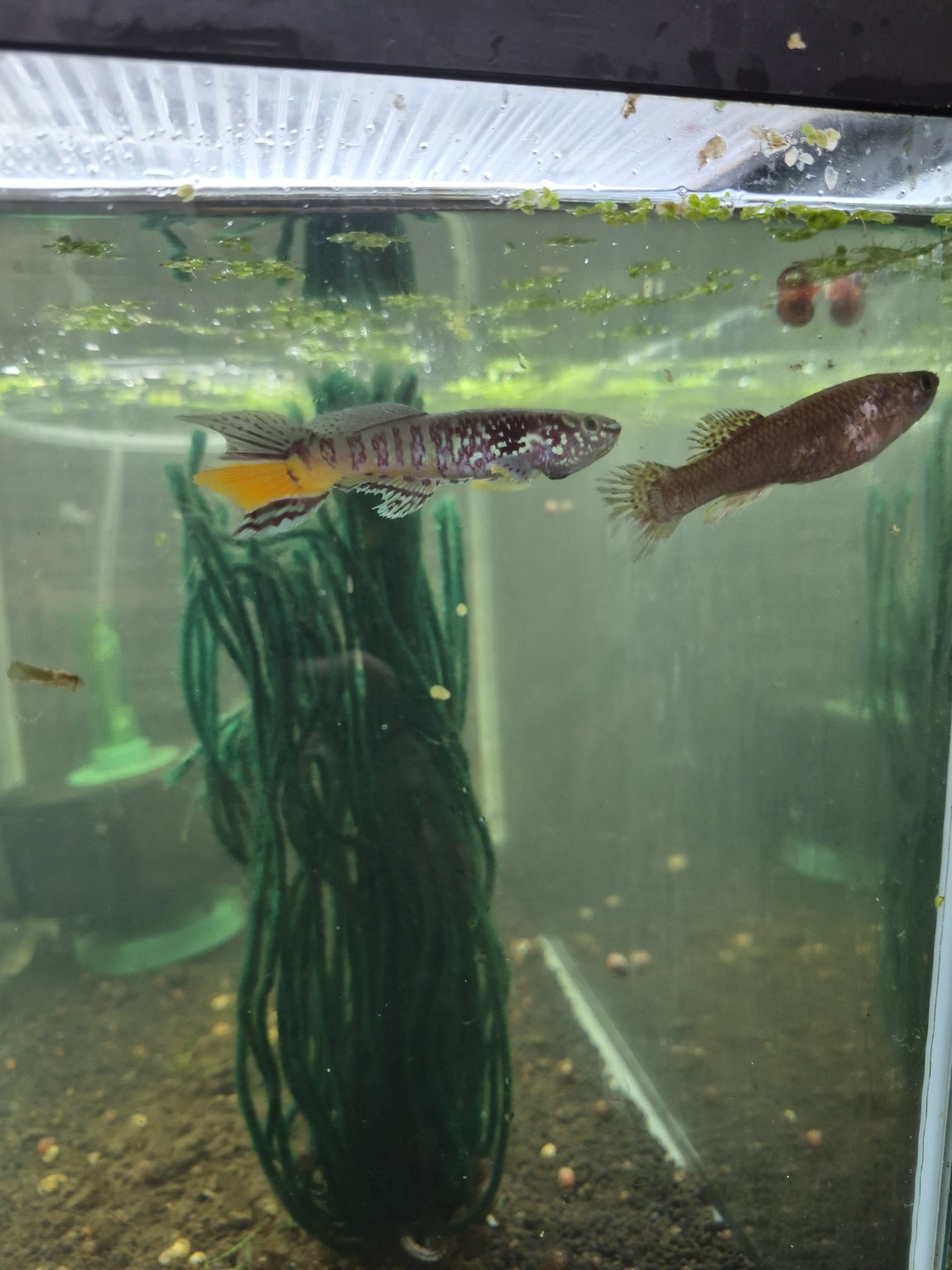 Male and female Blue Gularis Fundulopanchax sjoestedti in the DSS Aquatics breeding project