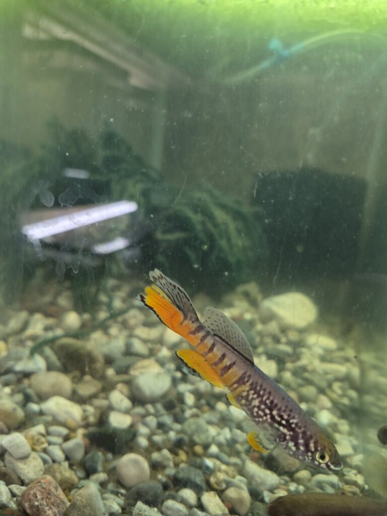 Blue Gularis killifish from the DSS Aquatics breeding project