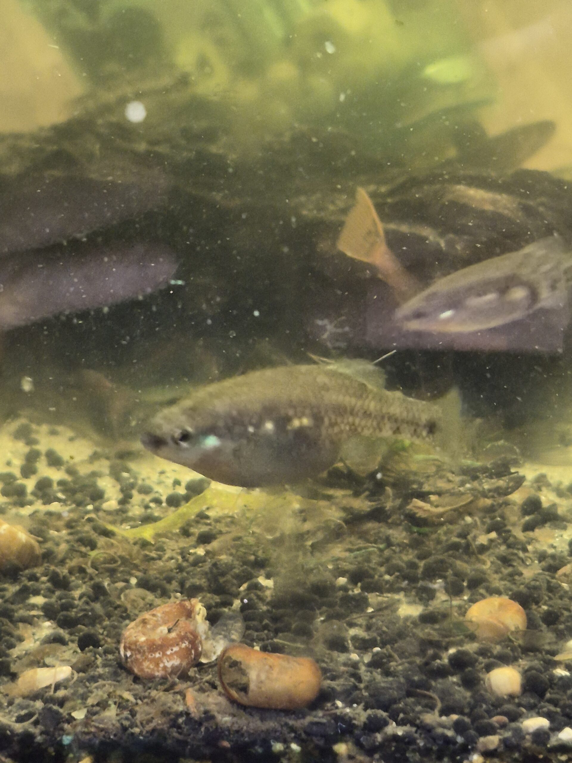 Adult Tequila Goodeid maintained and bred at DSS Aquatics