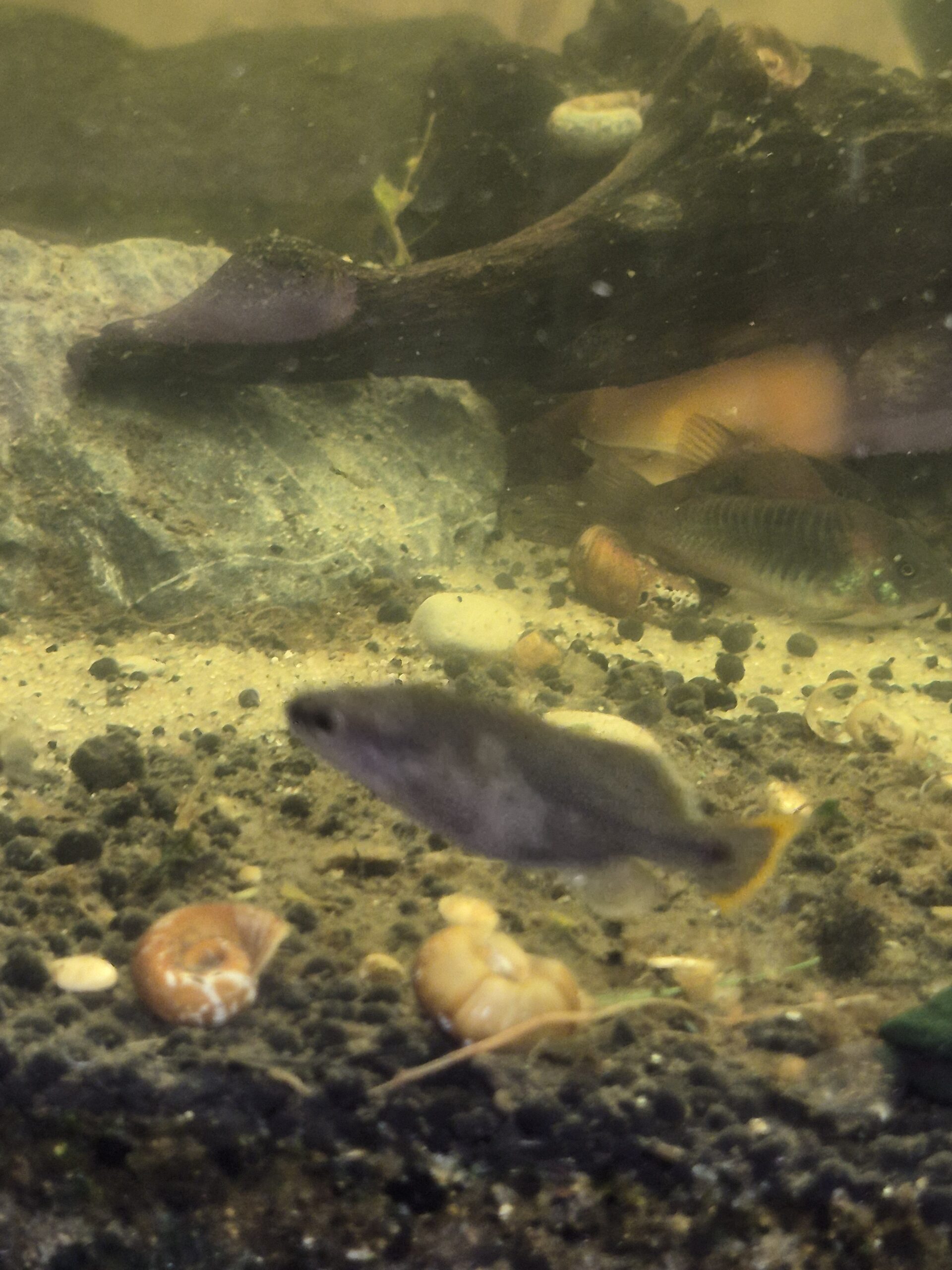 Tequila Goodeid from the DSS Aquatics Greg Sage Select Aquatics line