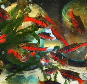 Odessa Barb (Pethia padamya)