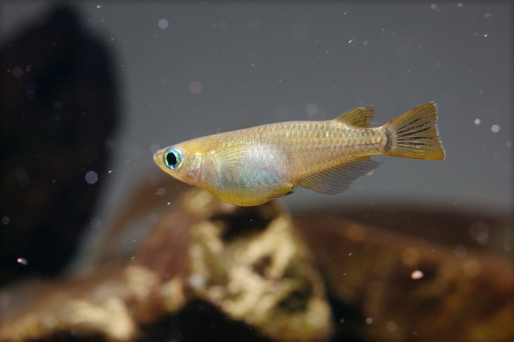 Medaka ricefish (Oryzias latipes) in a planted aquarium — Red Tiger and Platinum Miyuki lines maintained in the DSS Aquatics breeding program