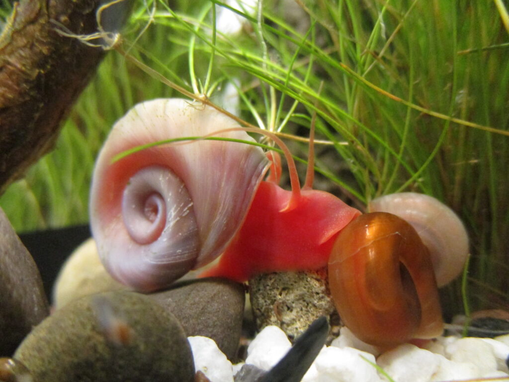 Planorbella duryi